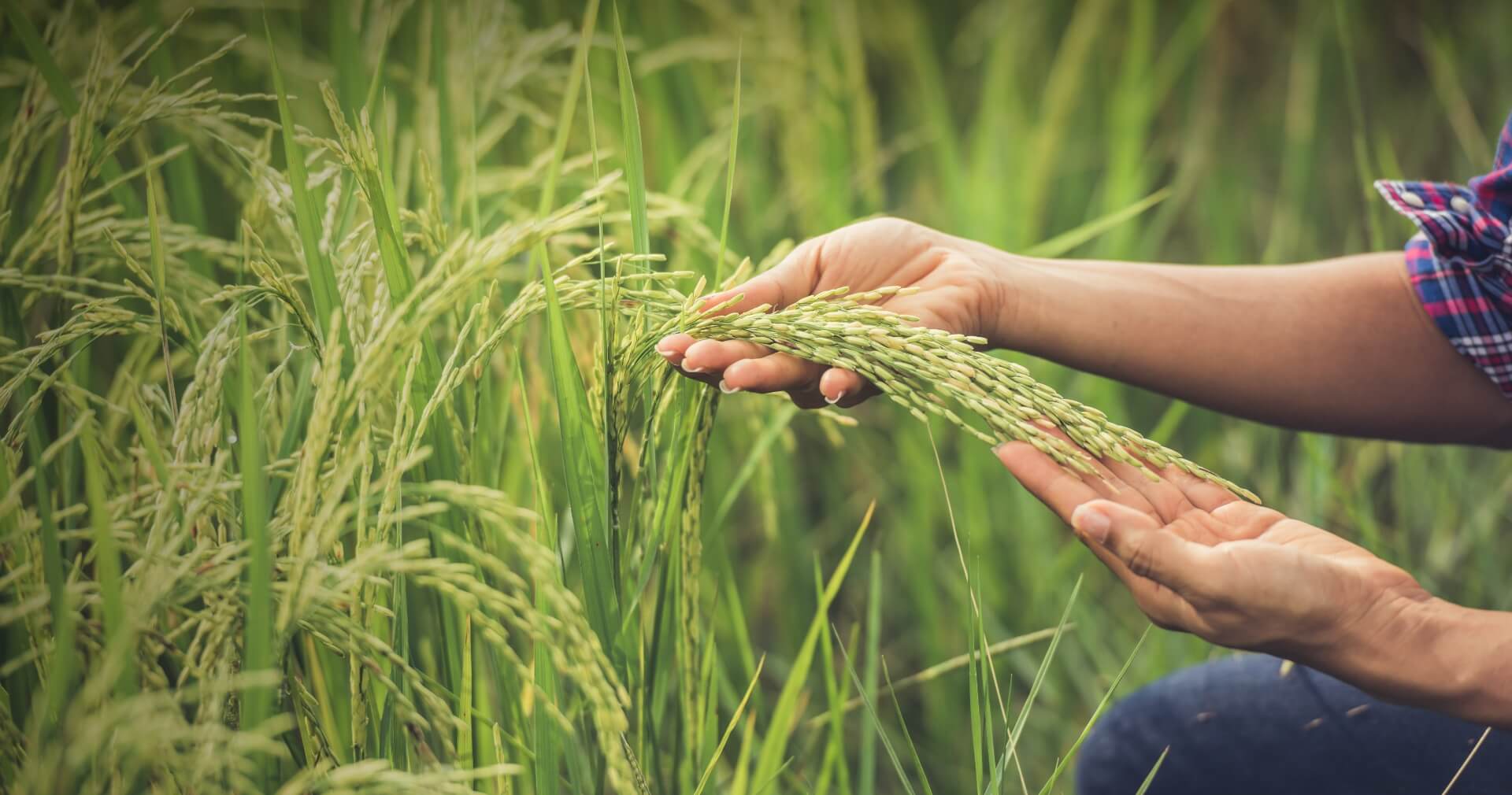 Khmer Foods Group rice milling factory  paddy husking dryers